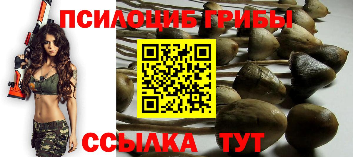 Галлюциногенные грибы Psilocybe Мурманск